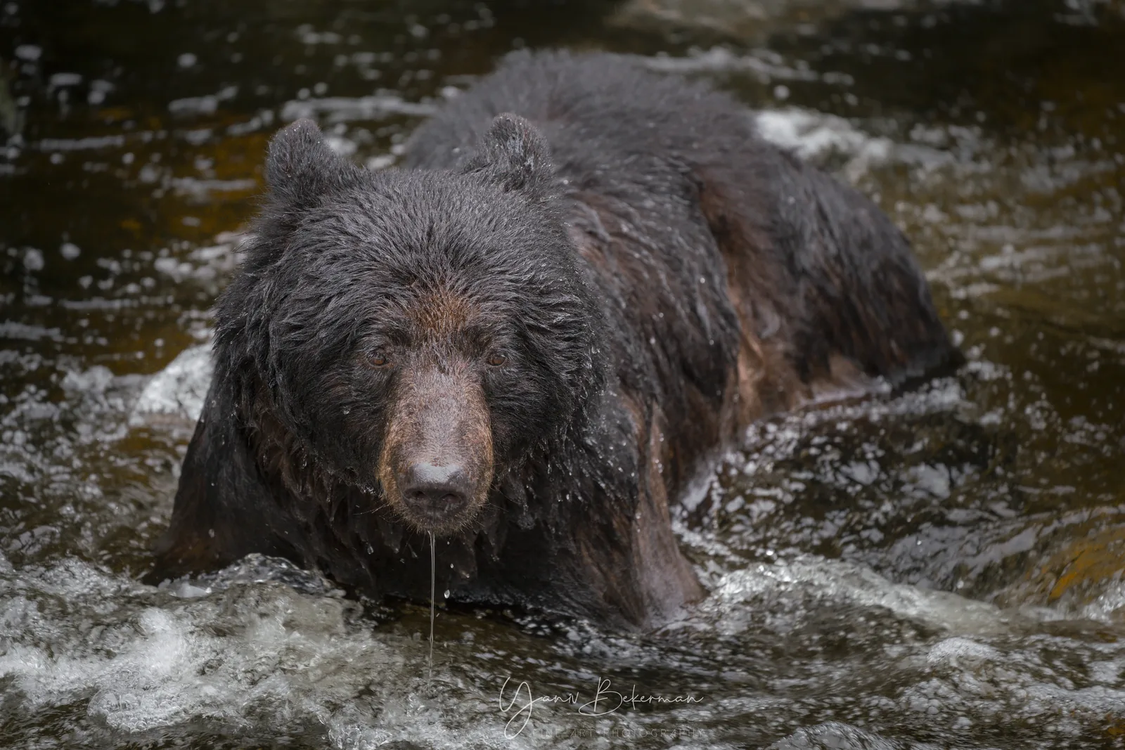 Brown Bear in the Current — Anan Creek, Alaska, photograph by Yaniv Bekerman