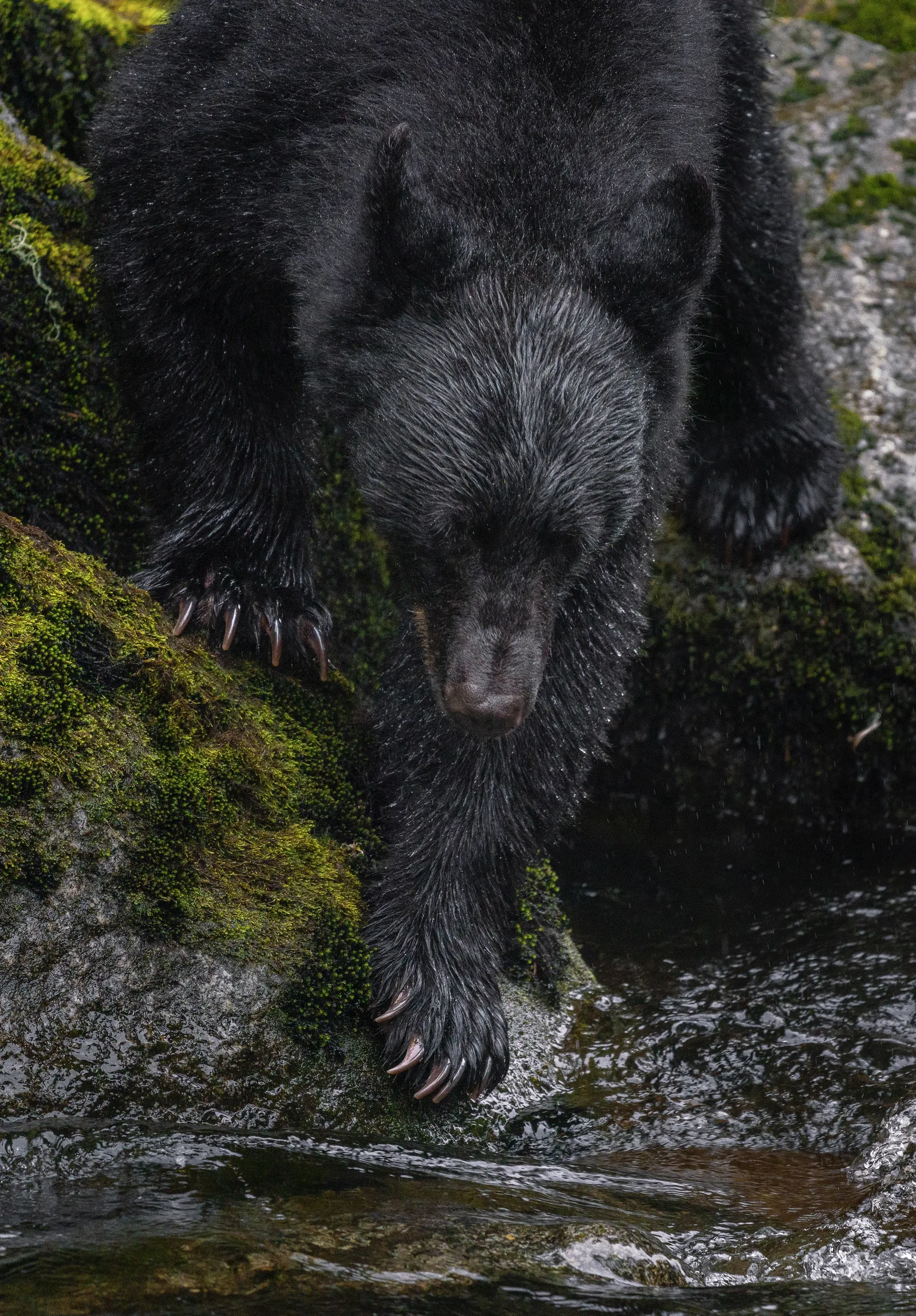 Black Bear Descending — Anan Creek, Alaska, photograph by Yaniv Bekerman