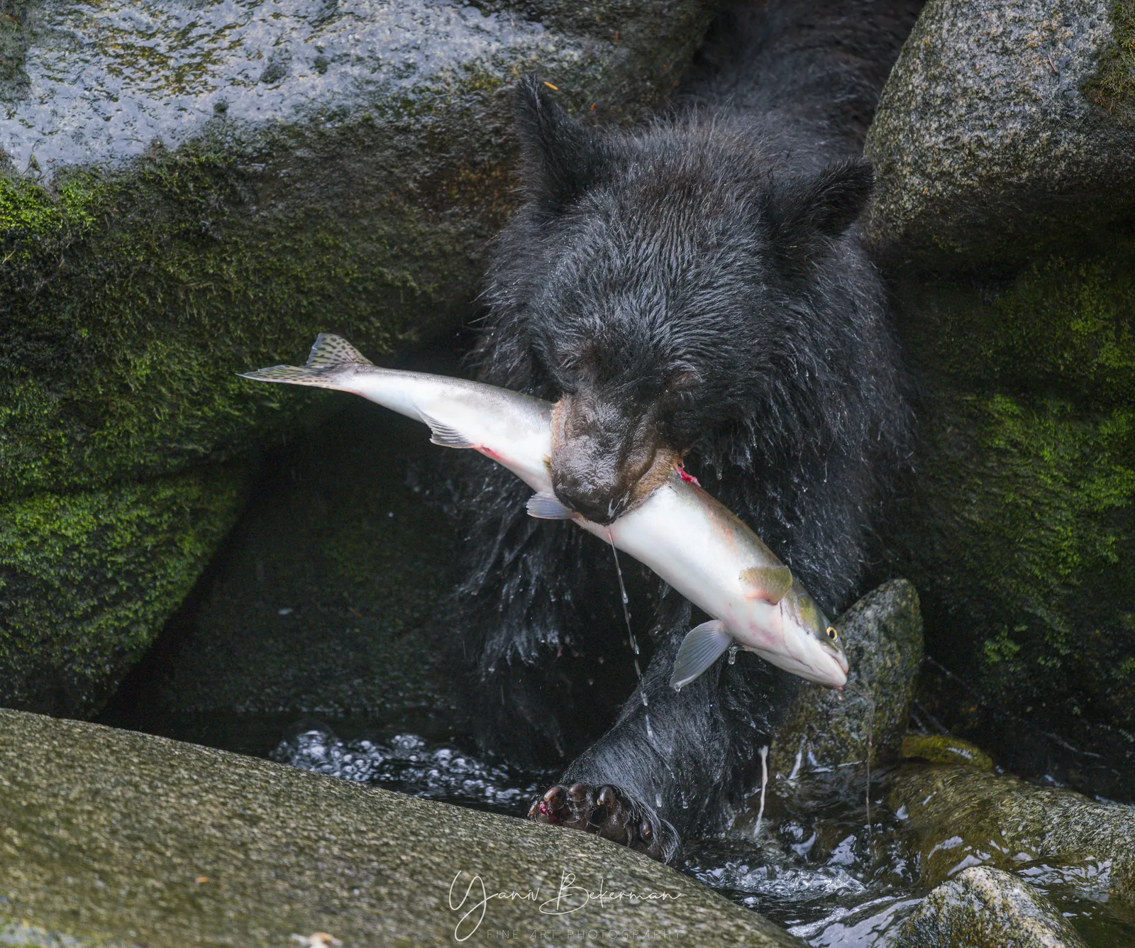 Black Bear with Salmon, Anan Creek, Alaska, photograph by Yaniv Bekerman