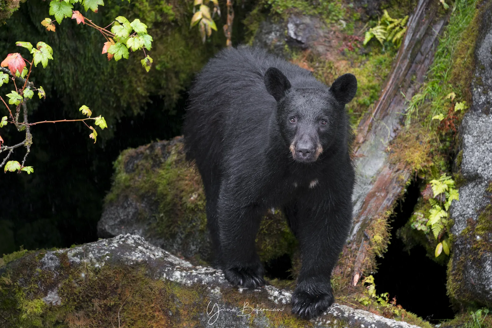 Black Bear on the Rocks — Anan Creek, Alaska, photograph by Yaniv Bekerman