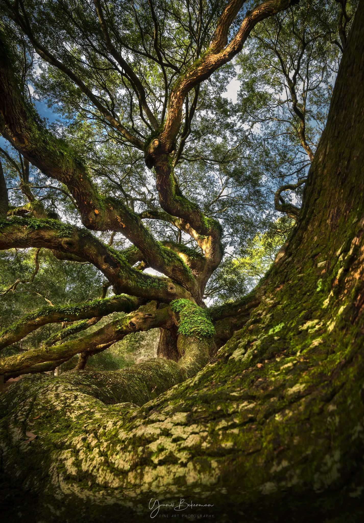Angel Oak, Johns Island, South Carolina, photograph by Yaniv Bekerman