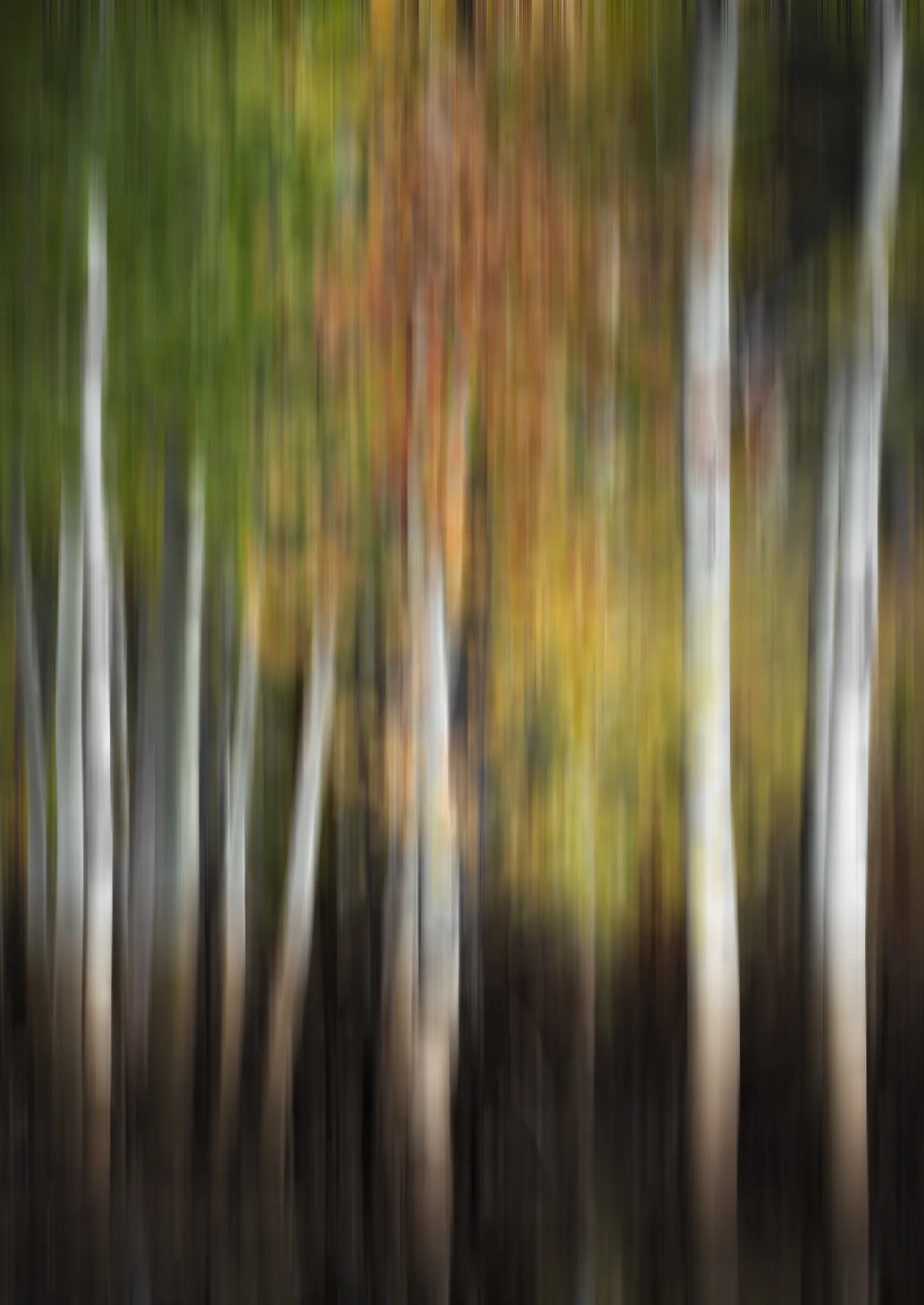 Aspen in Motion, Lake Tahoe, photograph by Yaniv Bekerman