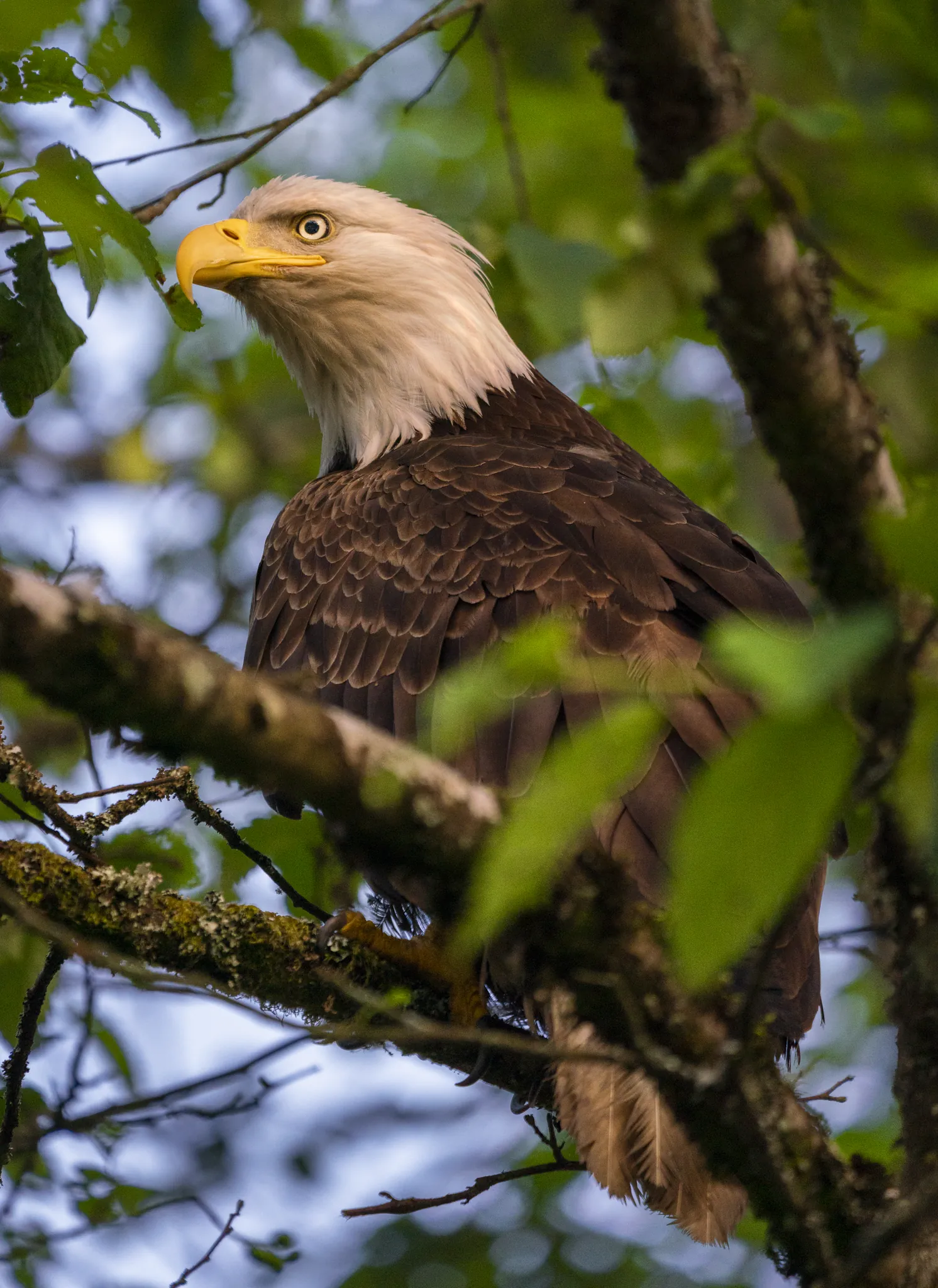 Bald Eagle, photograph by Yaniv Bekerman