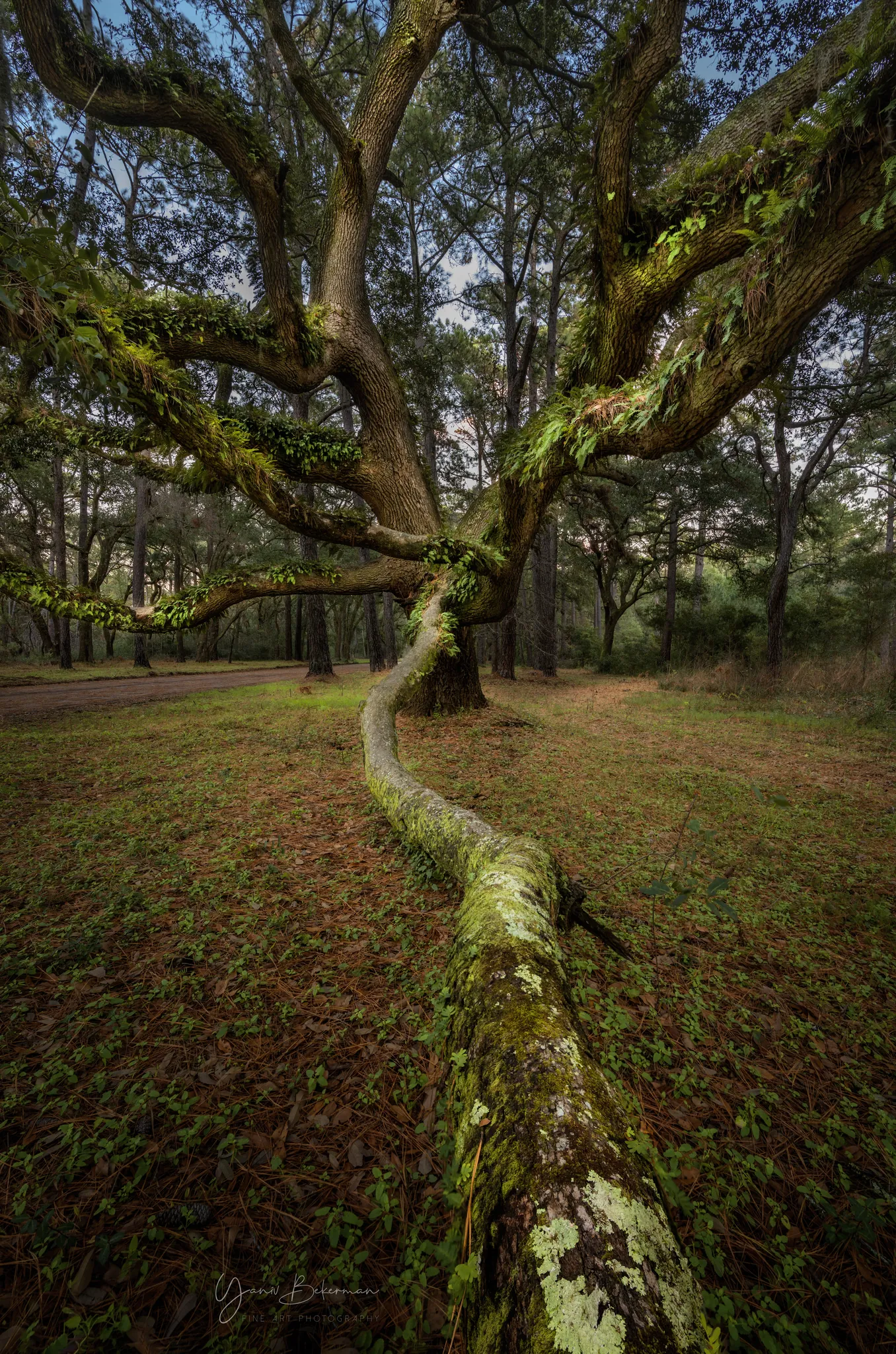 Botany Bay Oak, Botany Bay, South Carolina, photograph by Yaniv Bekerman
