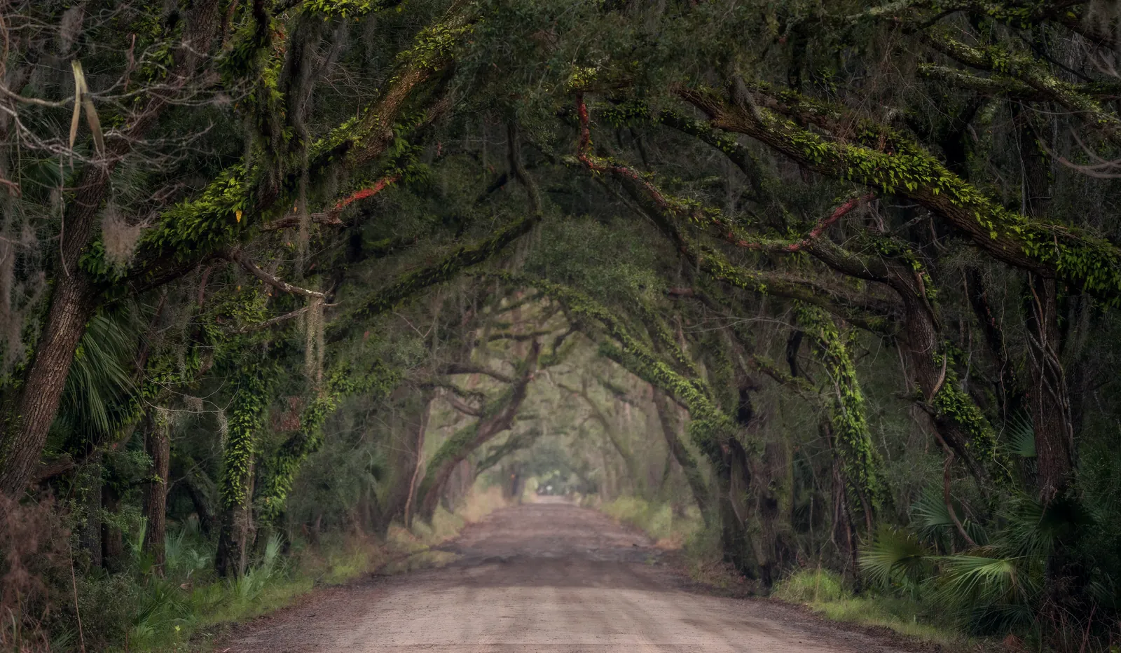 Botany Bay Road, Edisto Island, South Carolina, photograph by Yaniv Bekerman