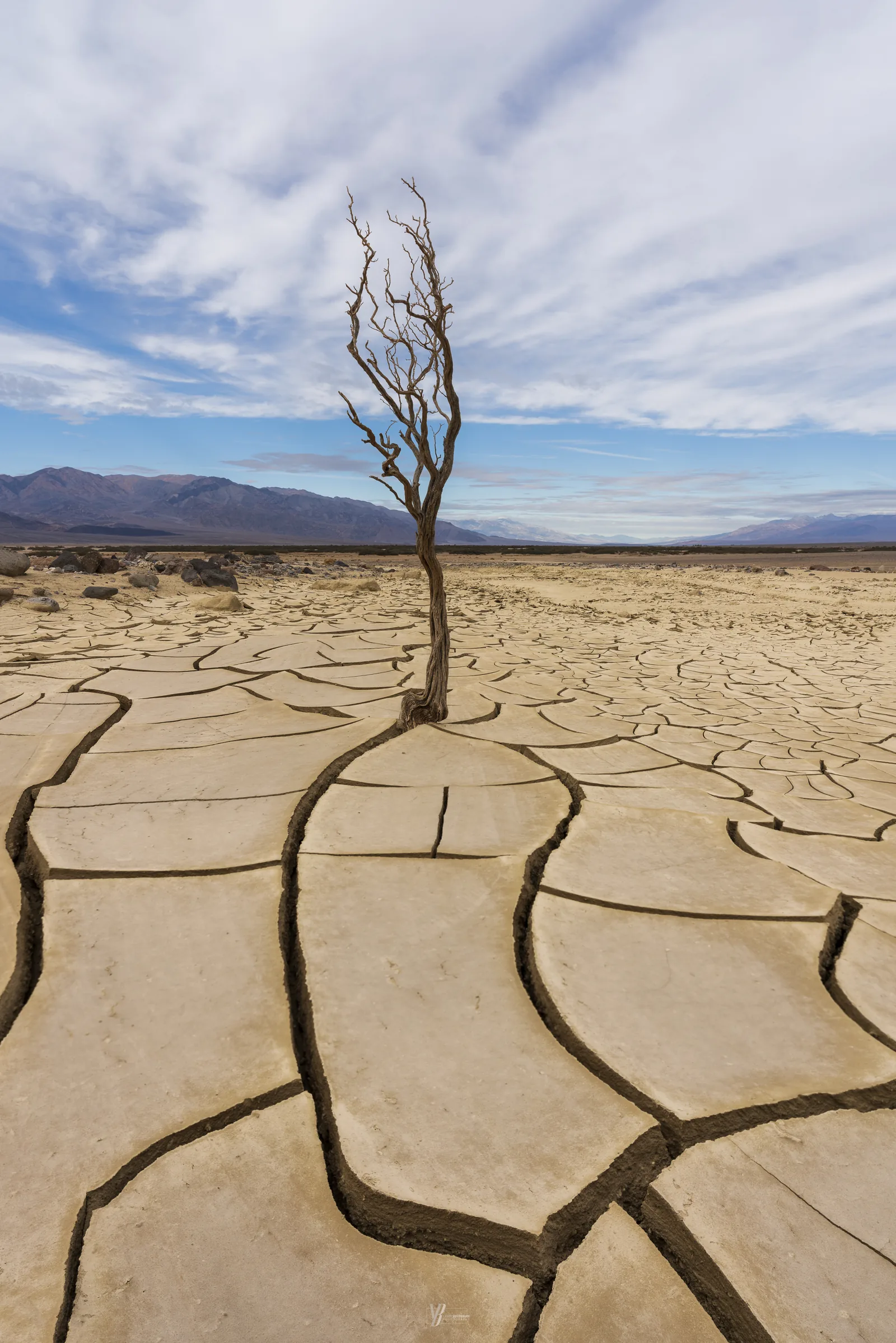 Death Valley Tree — Death Valley, California, photograph by Yaniv Bekerman