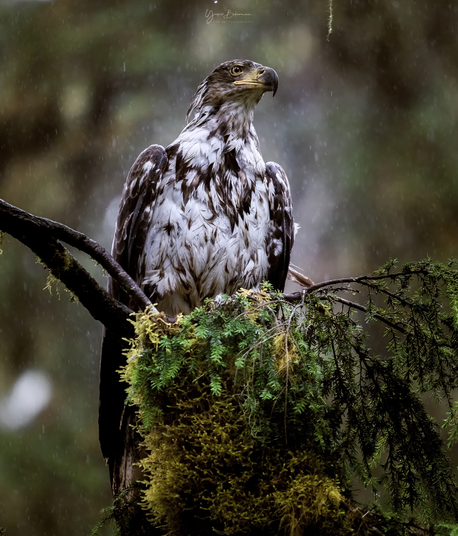 Eagle in the Rain, Anan Creek, Alaska, photograph by Yaniv Bekerman