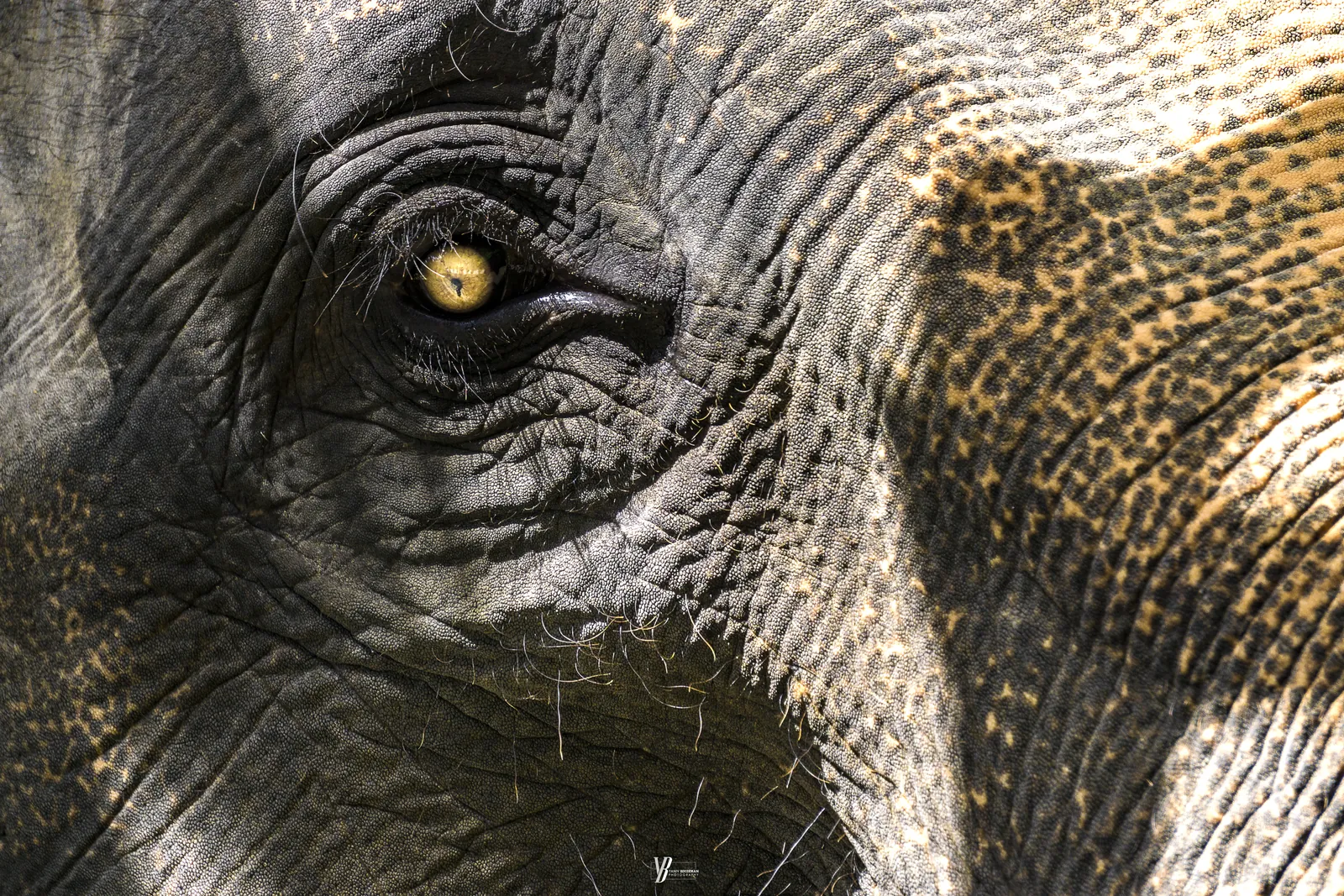 Elephant, photograph by Yaniv Bekerman