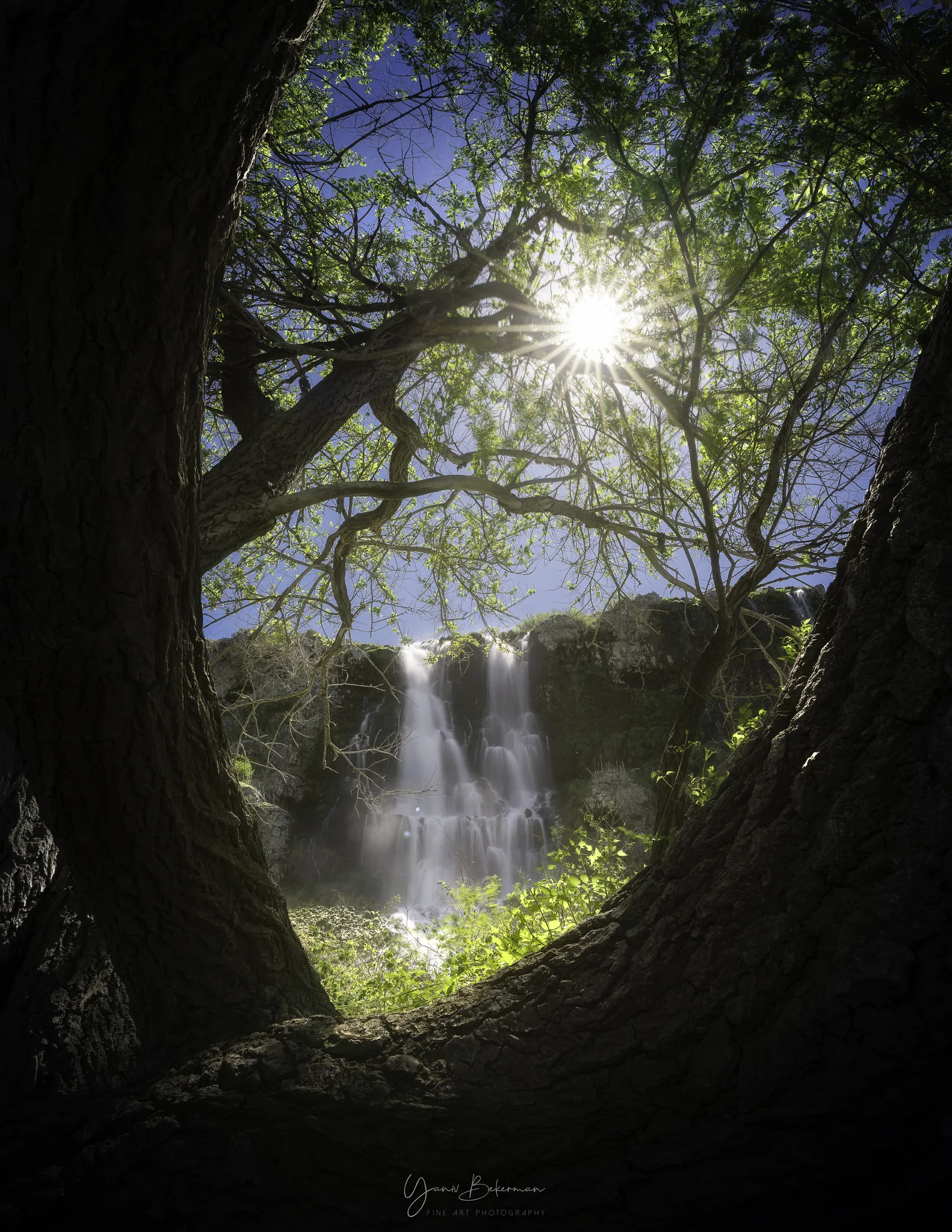 Falls Through the Tree, Idaho, photograph by Yaniv Bekerman