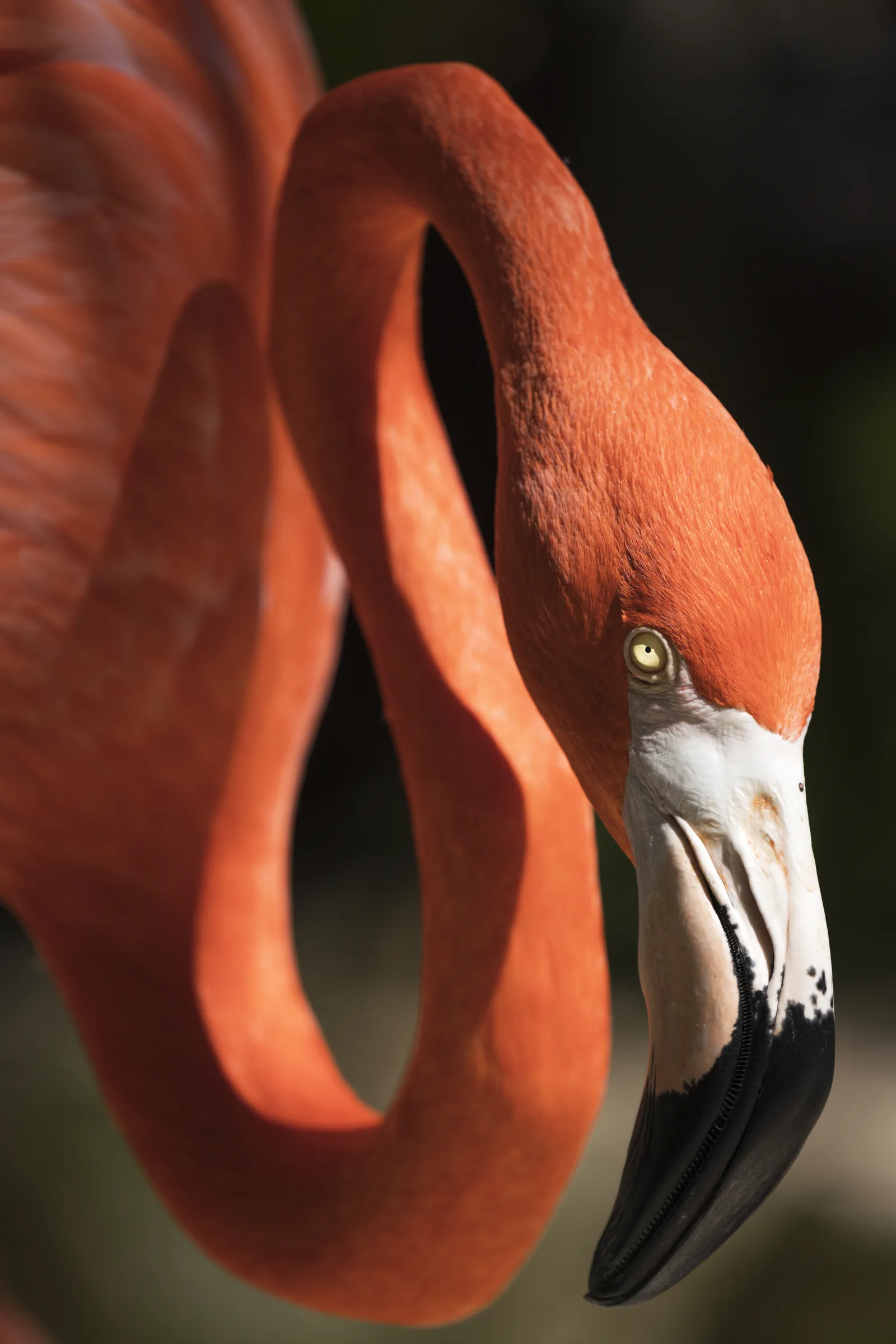Flamingo, photograph by Yaniv Bekerman