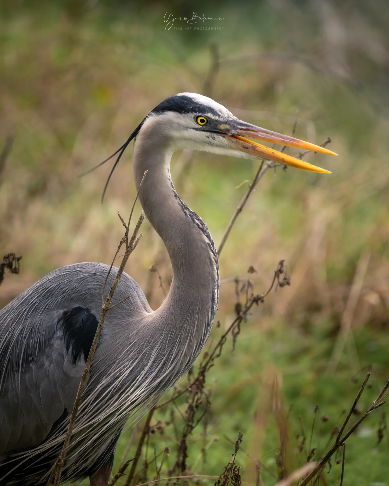 Great Blue Heron, photograph by Yaniv Bekerman