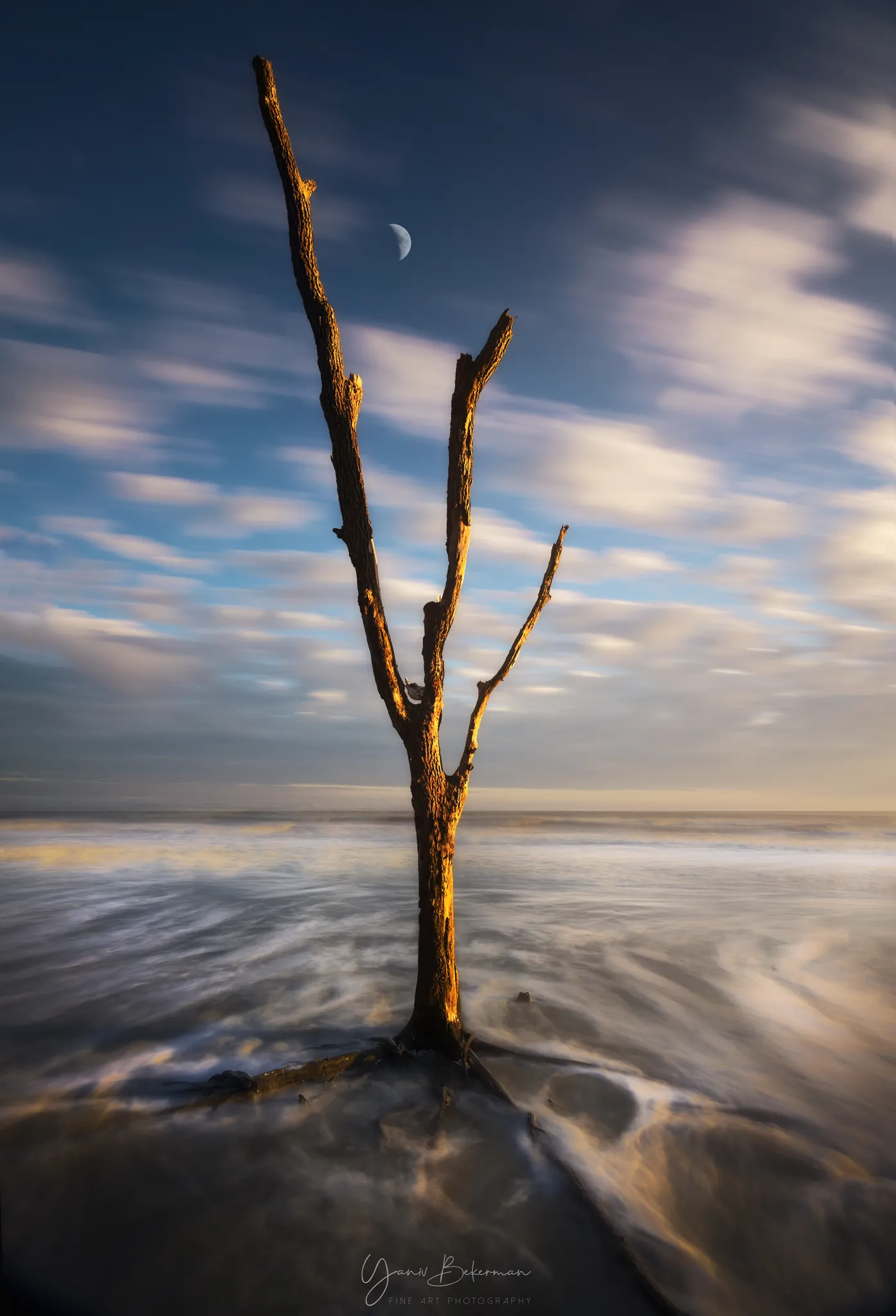 Lone Tree and Moon, Botany Bay, South Carolina, photograph by Yaniv Bekerman