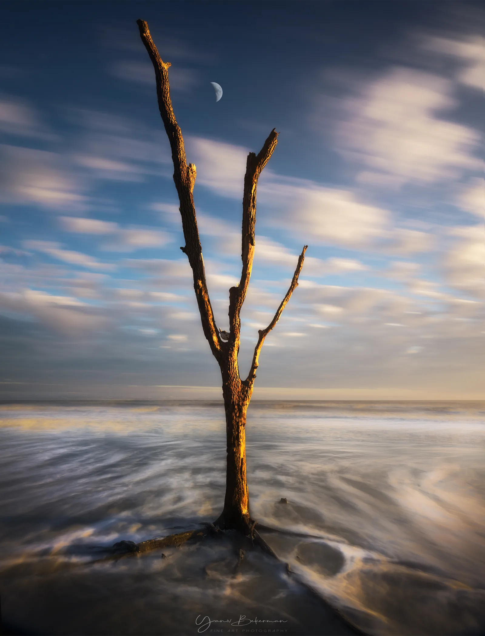 Lone Tree and Moon — Botany Bay, South Carolina, photograph by Yaniv Bekerman