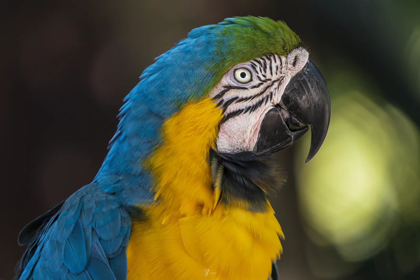 Blue-and-Gold Macaw, photograph by Yaniv Bekerman