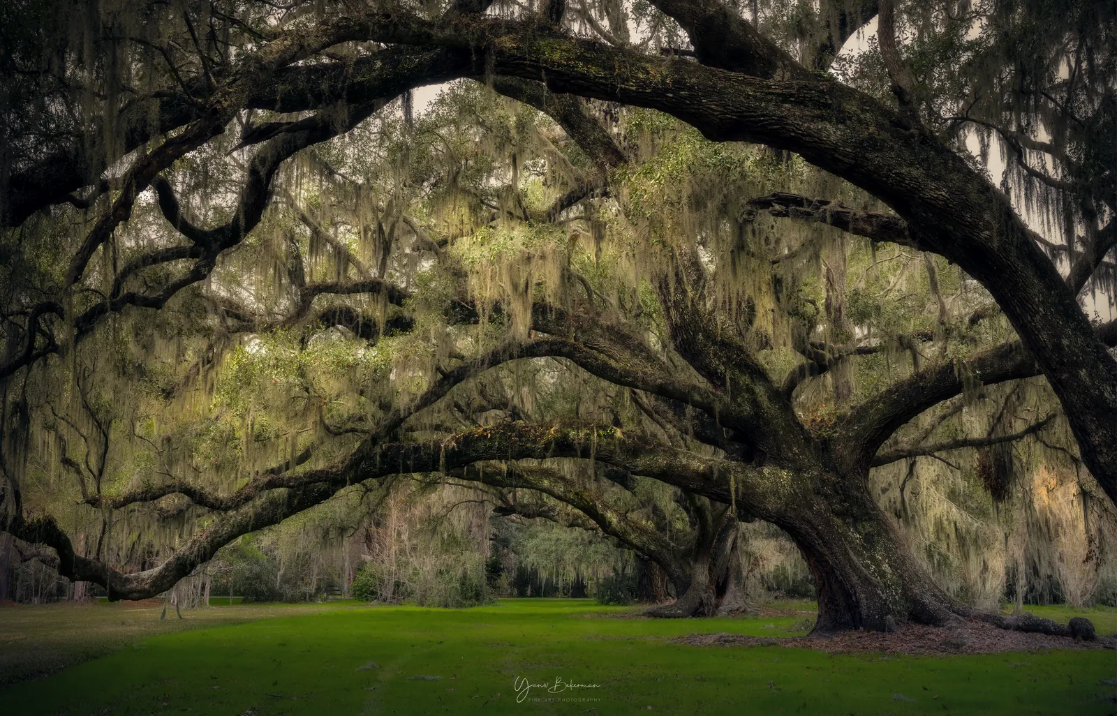 Magnolia Oaks, Charleston, South Carolina, photograph by Yaniv Bekerman