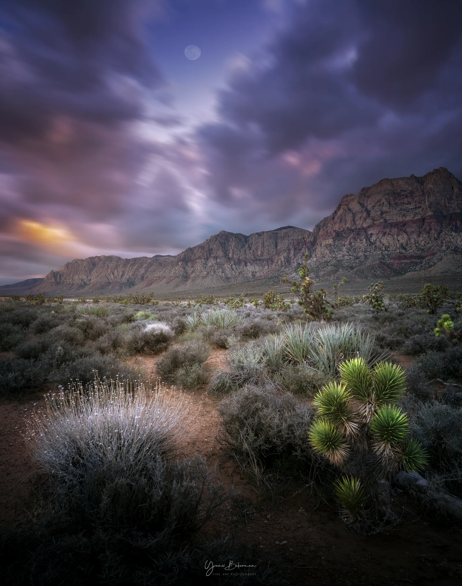 Cacti and Moon, Red Rock Canyon, Nevada, photograph by Yaniv Bekerman