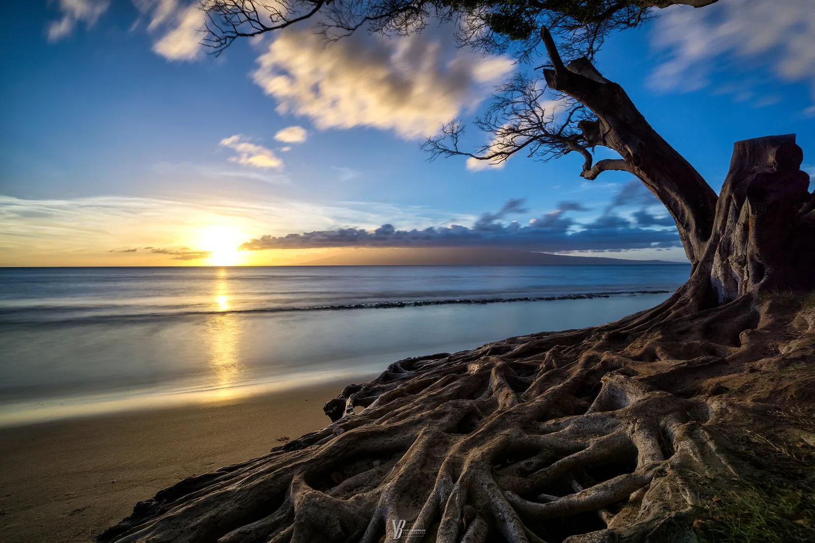 Roots of Hawaii — Hawaii, photograph by Yaniv Bekerman