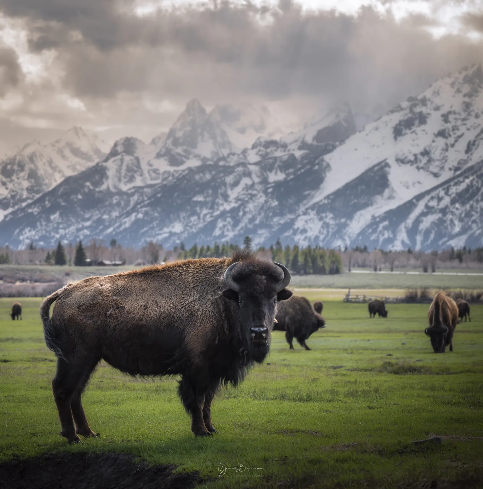 Bison Under the Tetons, Grand Teton National Park, Wyoming, photograph by Yaniv Bekerman