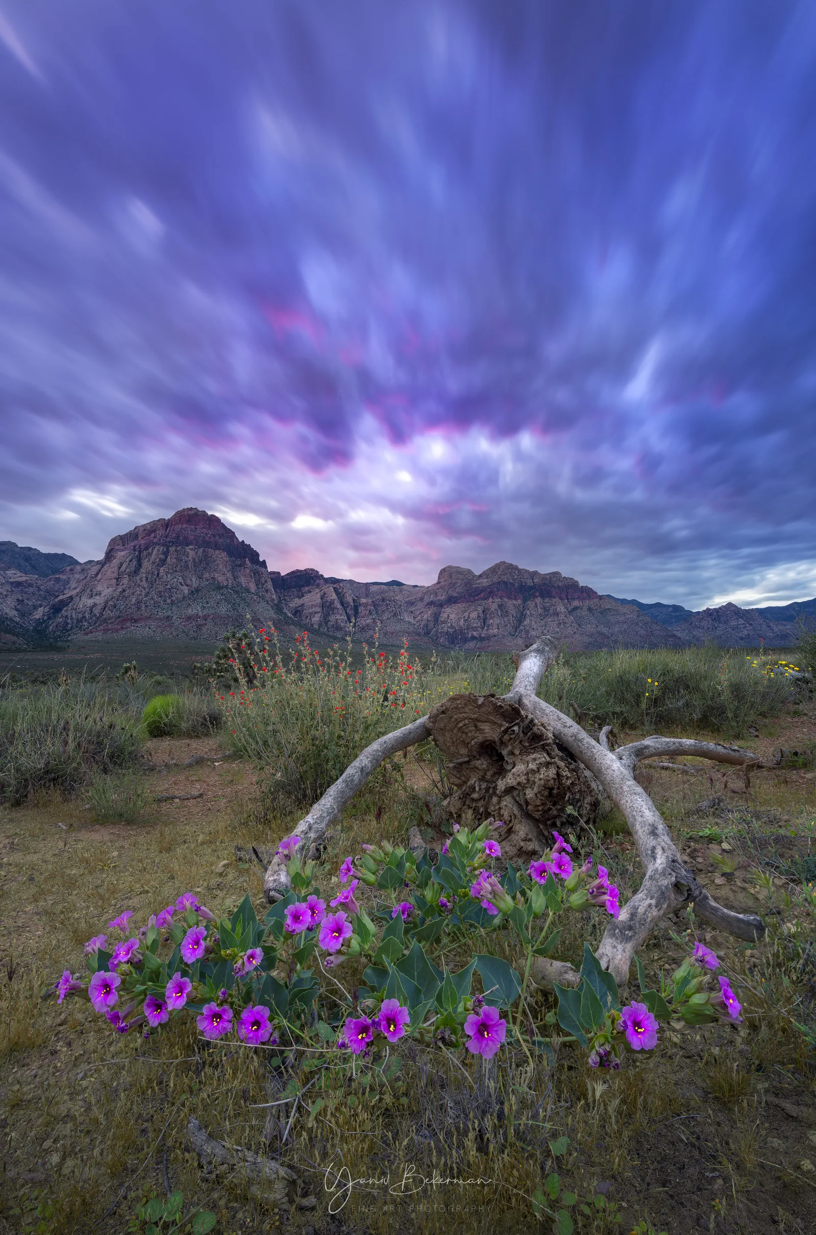 The Purple Touch, photograph by Yaniv Bekerman