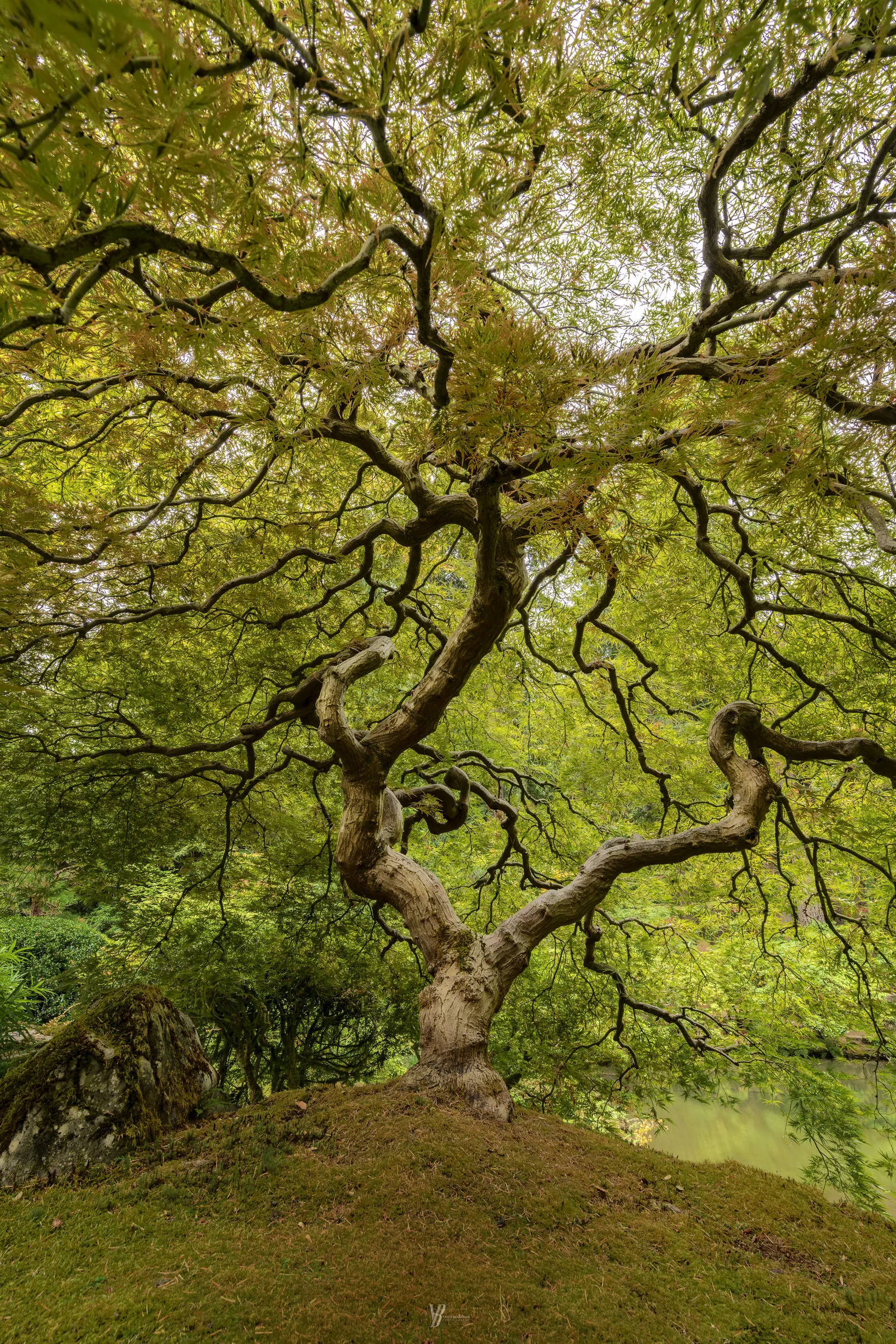 Tree Veins, photograph by Yaniv Bekerman